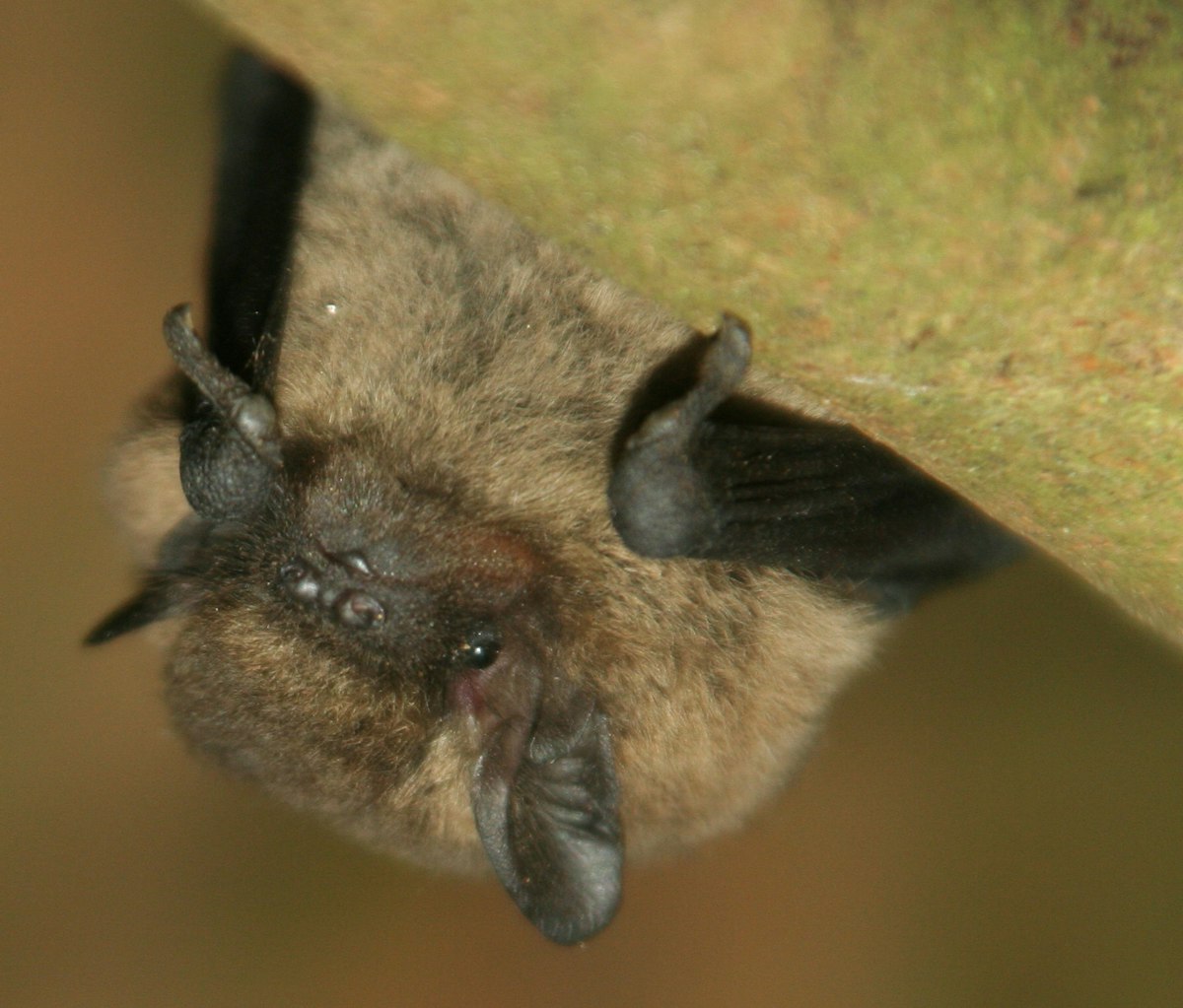 A common pipistrelle bat